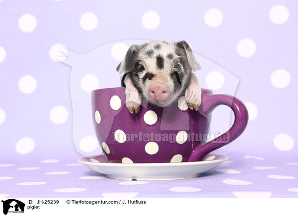 Ferkel / piglet / JH-25239