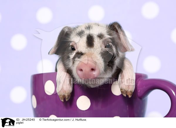 Ferkel / piglet / JH-25240
