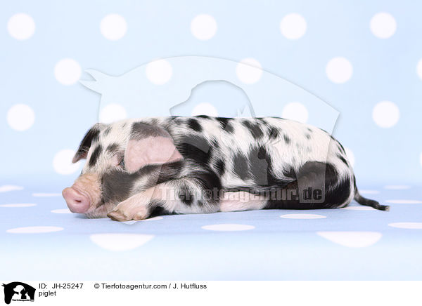 Ferkel / piglet / JH-25247