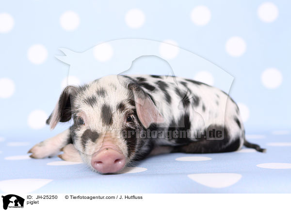 Ferkel / piglet / JH-25250