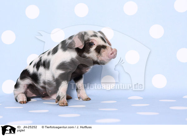 Ferkel / piglet / JH-25252