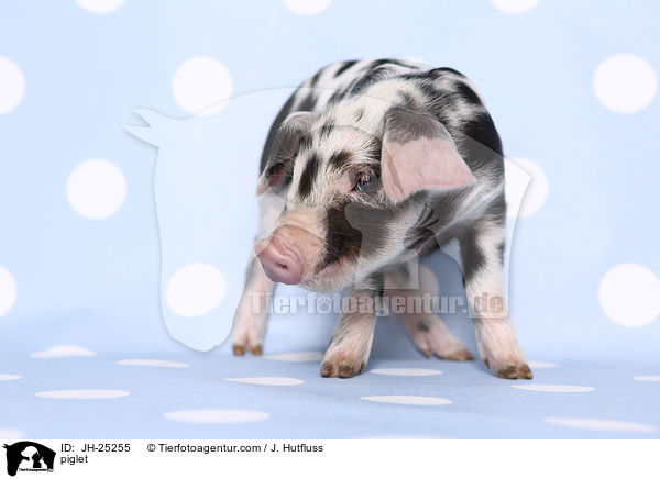 Ferkel / piglet / JH-25255