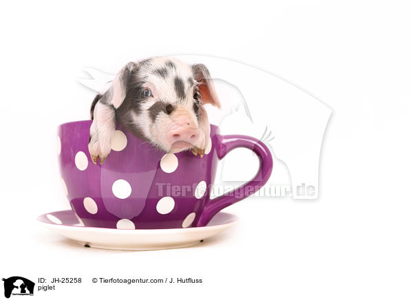 Ferkel / piglet / JH-25258
