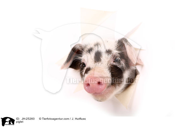 Ferkel / piglet / JH-25260