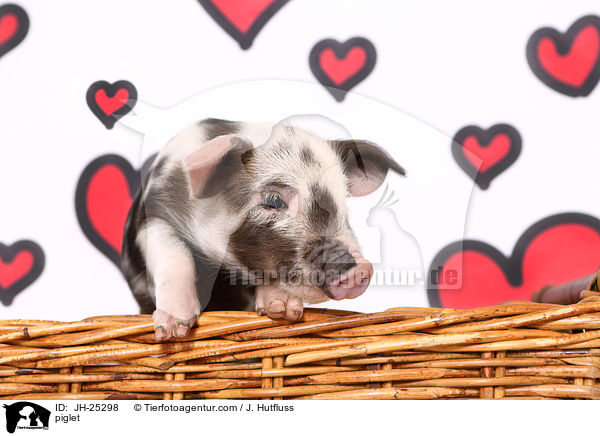 Ferkel / piglet / JH-25298