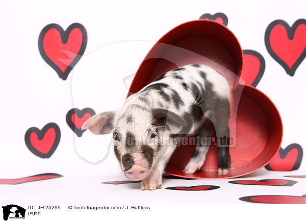 Ferkel / piglet / JH-25299