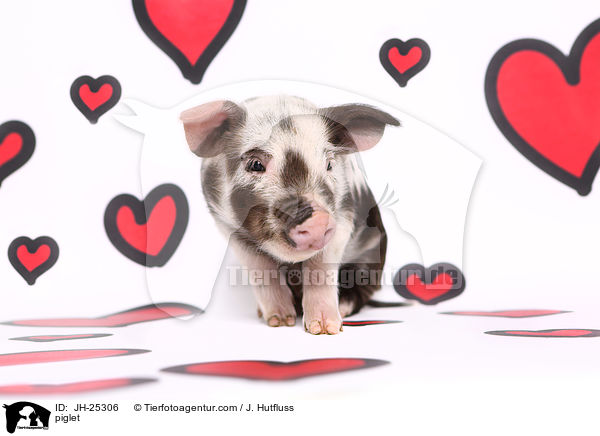 Ferkel / piglet / JH-25306
