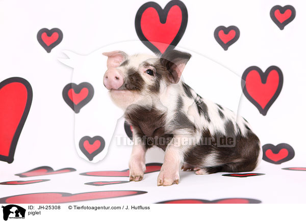 Ferkel / piglet / JH-25308