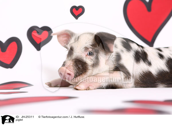 Ferkel / piglet / JH-25311