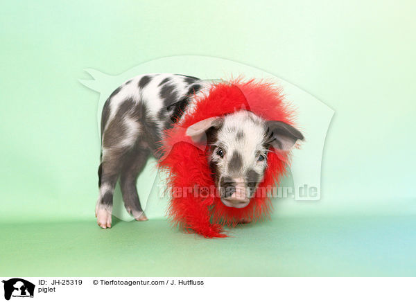Ferkel / piglet / JH-25319