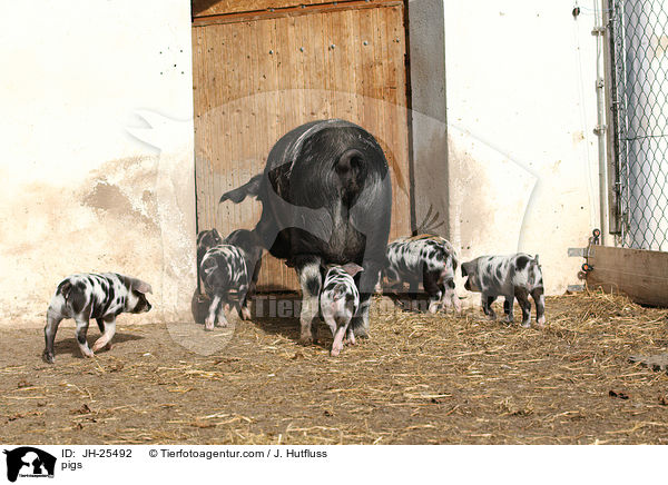 Schwine / pigs / JH-25492