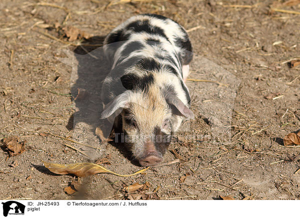 Ferkel / piglet / JH-25493