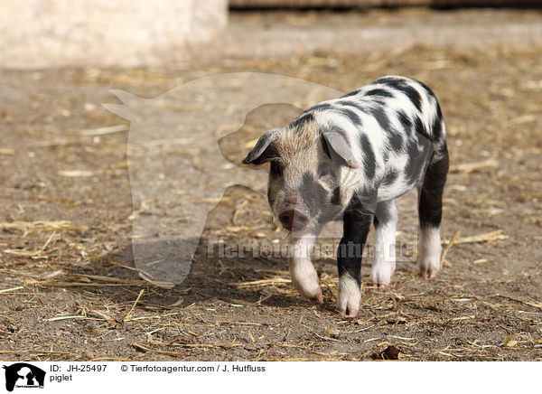 Ferkel / piglet / JH-25497