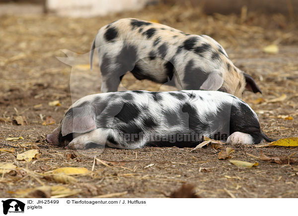 Ferkel / piglets / JH-25499