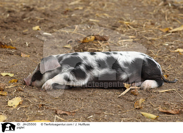 Ferkel / piglet / JH-25500