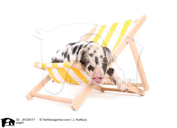 Ferkel / piglet / JH-25517