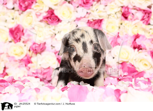 Ferkel / piglet / JH-25524