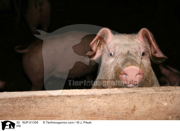 Schwein / pig / WJP-01356