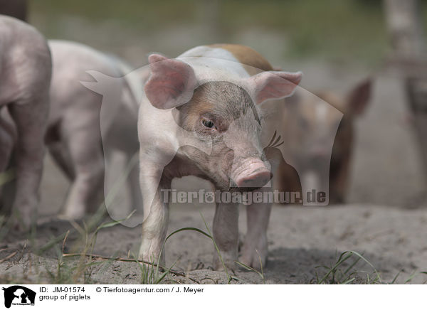 Gruppe Ferkel / group of piglets / JM-01574