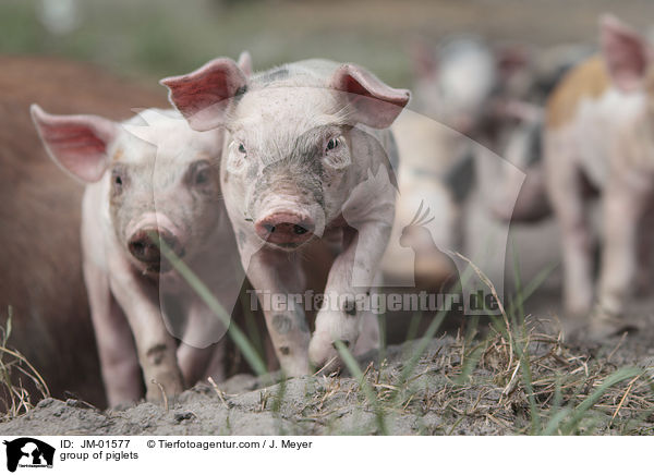 Gruppe Ferkel / group of piglets / JM-01577