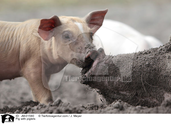 Sau mit Ferkeln / Pig with piglets / JM-01580