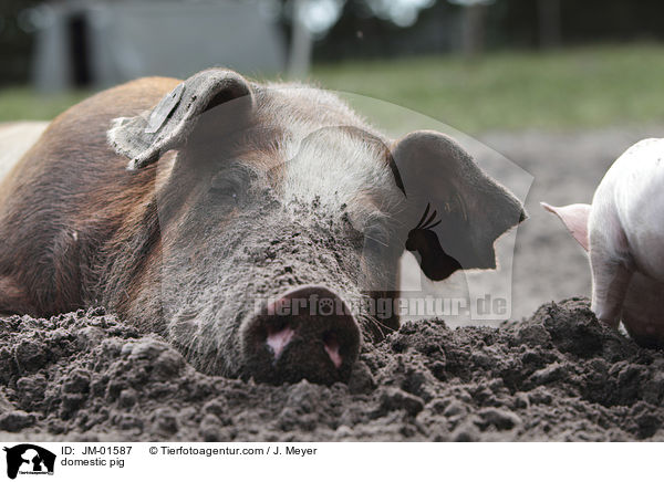 Hausschwein / domestic pig / JM-01587