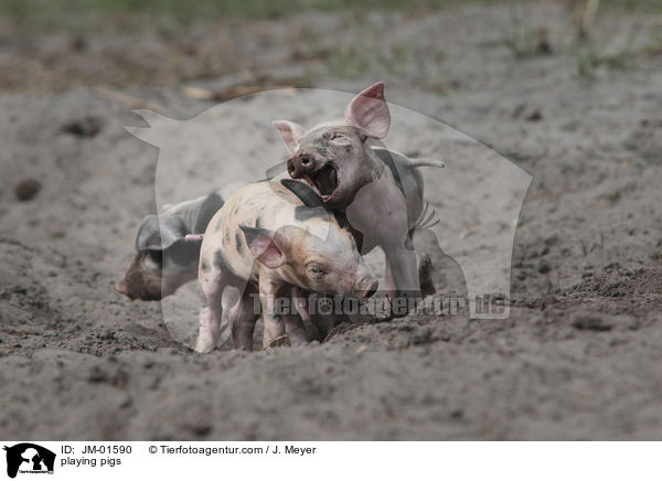 spielende Schweine / playing pigs / JM-01590