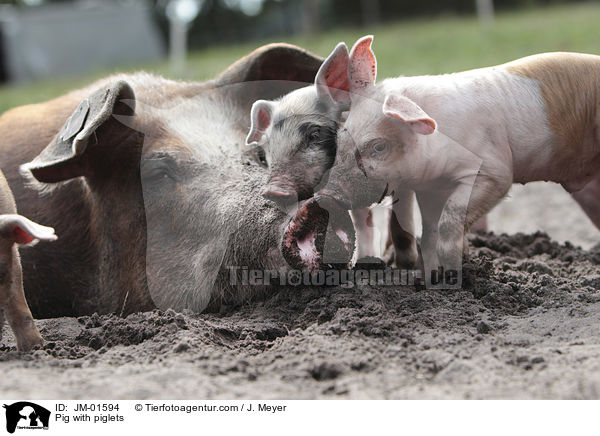 Sau mit Ferkeln / Pig with piglets / JM-01594