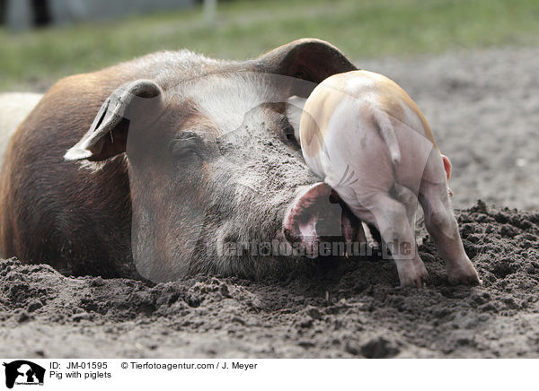 Sau mit Ferkeln / Pig with piglets / JM-01595