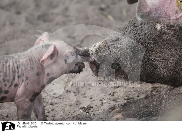 Sau mit Ferkeln / Pig with piglets / JM-01610