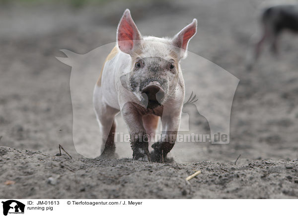 rennendes Schwein / running pig / JM-01613