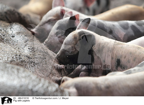 Sau mit Ferkeln / Pig with piglets / JM-01616