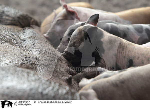 Sau mit Ferkeln / Pig with piglets / JM-01617