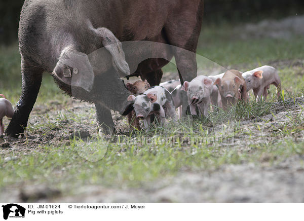 Sau mit Ferkeln / Pig with piglets / JM-01624