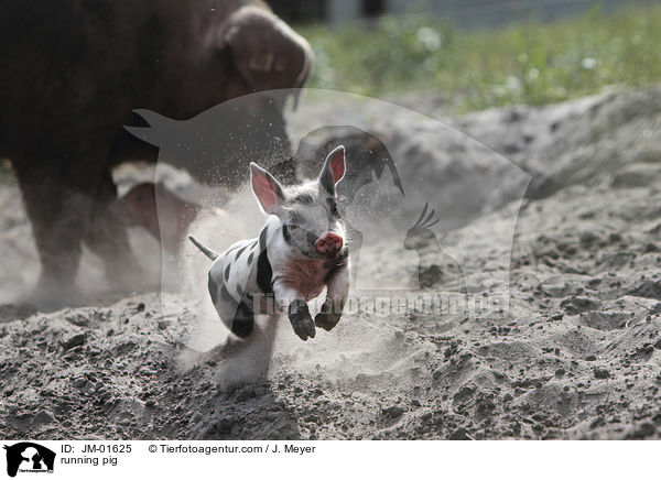 rennendes Schwein / running pig / JM-01625