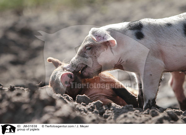 Gruppe Ferkel / group of piglets / JM-01638