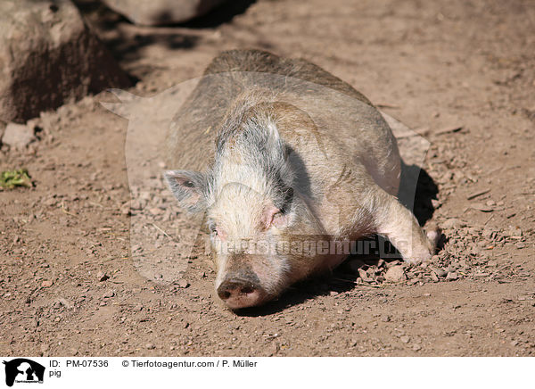 Schwein / pig / PM-07536