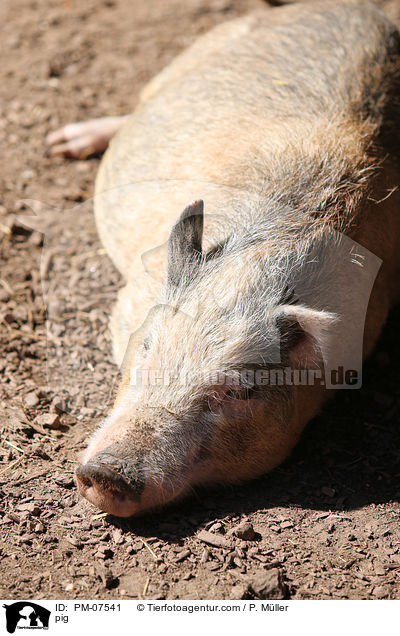 pig / PM-07541