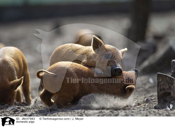 Hausschweine / domestic pigs / JM-07983