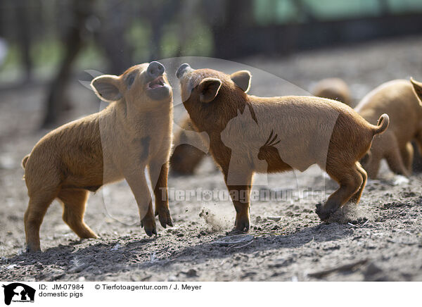 Hausschweine / domestic pigs / JM-07984