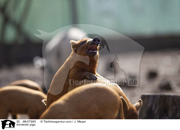 Hausschweine / domestic pigs / JM-07985