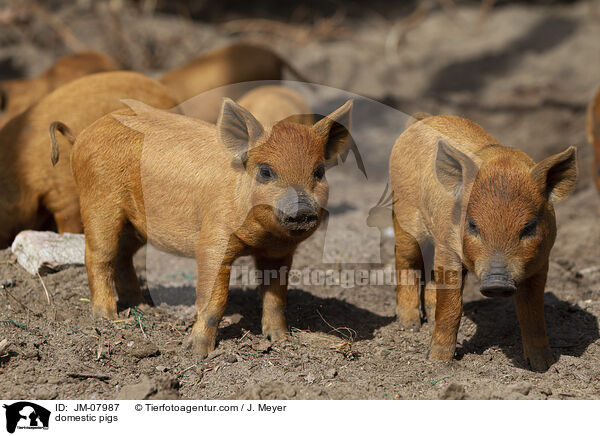 Hausschweine / domestic pigs / JM-07987