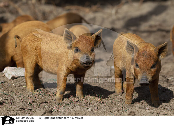 domestic pigs / JM-07987