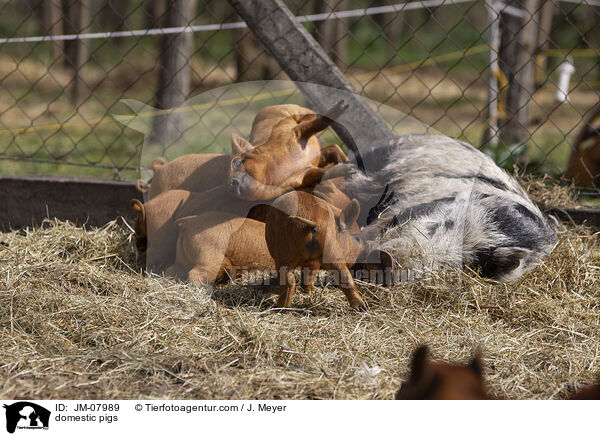 Hausschweine / domestic pigs / JM-07989