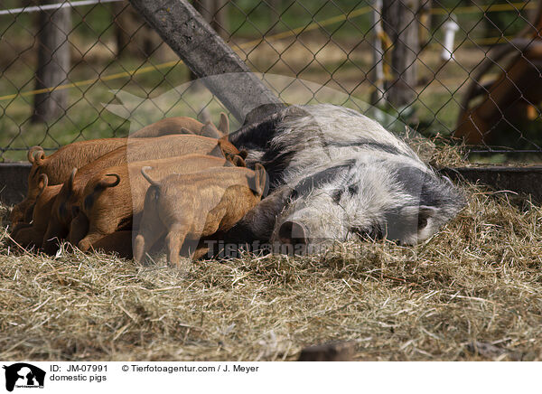Hausschweine / domestic pigs / JM-07991