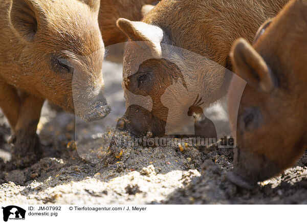 domestic pig / JM-07992