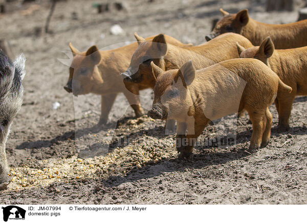Hausschweine / domestic pigs / JM-07994