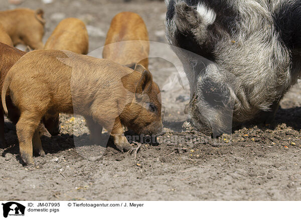 Hausschweine / domestic pigs / JM-07995