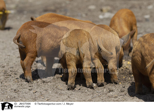 Hausschweine / domestic pigs / JM-07996