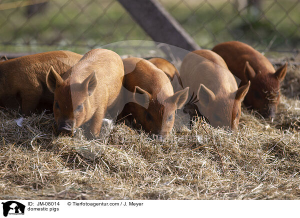 Hausschweine / domestic pigs / JM-08014